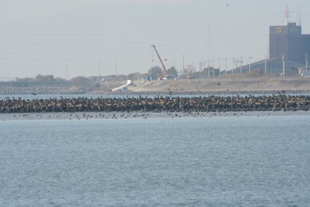 愛知シーバスポイント 名古屋市港区 新川河口〜国道23号下