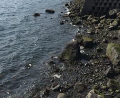 鹿児島青物ポイント 鹿児島県南大隅町 佐多地磯